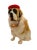 French Late 20th Century Custom-Made French St. Bernard Stuffed Fur Dog Sculpture, 17"h For Sale - Image 3 of 10