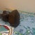 Wood Vintage Hand-Carved Ironwood Pelican Sculpture For Sale - Image 7 of 7