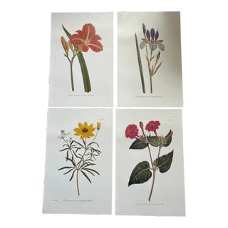 Botanical Lithograph Prints Set of 4 For Sale