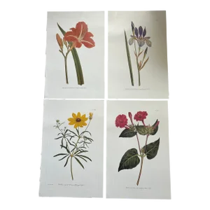 Botanical Lithograph Prints Set of 4