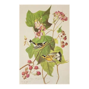 1966 Vintage Cottage Print "Black and Yellow Warbler" After John James Audubon