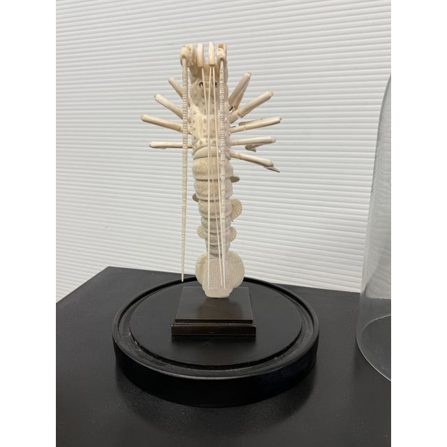 Design Plus Gallery presents a Mantis Shrimp in Glass Vase with Stand. Behold the level of detail that God put into this...