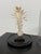 Design Plus Gallery presents a Mantis Shrimp in Glass Vase with Stand. Behold the level of detail that God put into this...