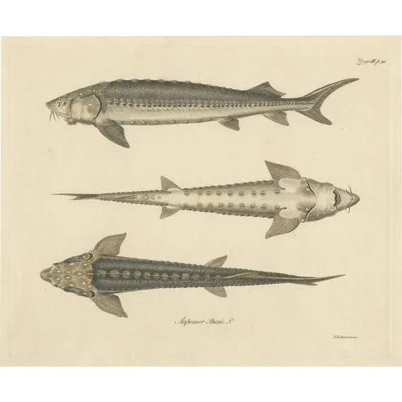Illustration of the European Sea Sturgeon or the Atlantic or Common Sturgeon, 1860, Print For Sale - Image 5 of 5