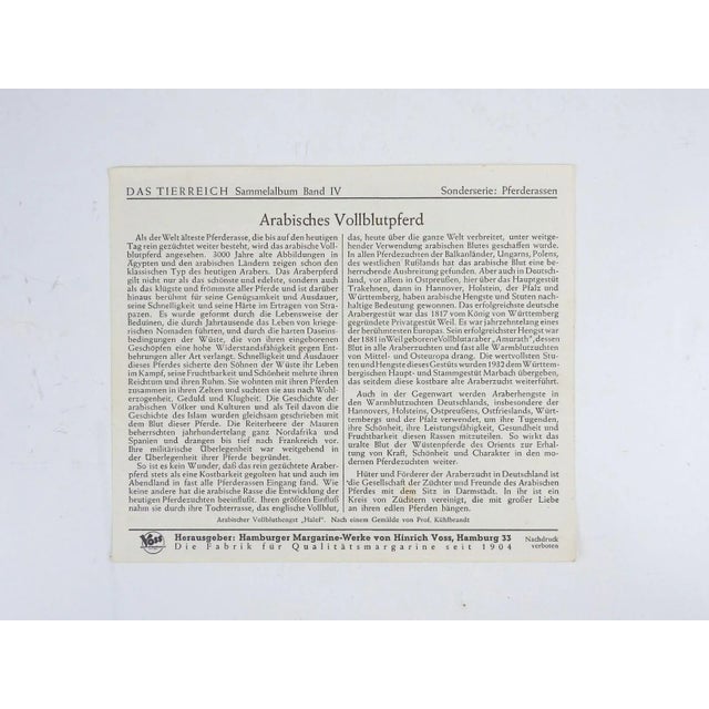 Antique 1904 lithograph of bay Arabian stallion equine portrait by Ernst Kuhlbrandt (1891 - 1975) Austria. Printed as...