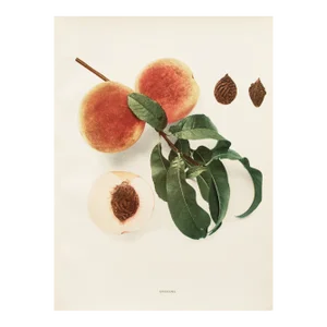 1900s U. P. Hedrick, Original Antique Photogravure of Stevens Peaches