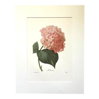 Vintage Pierre-Josephe Redouté Print in 14x18 Mat- Hortensia - Hydrangea For Sale
