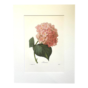 Vintage Pierre-Josephe Redouté Print in 14x18 Mat- Hortensia - Hydrangea