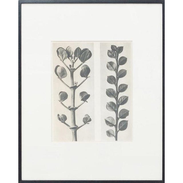Karl Blossfeldt, Black and White Botanical Image, 1942, Photogravure, Framed For Sale