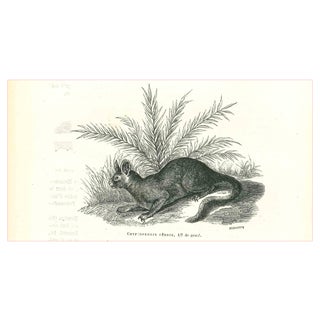 Paul Gervais, The Rabbit, Lithograph, 1854 For Sale