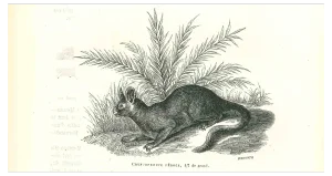 Paul Gervais, The Rabbit, Lithograph, 1854