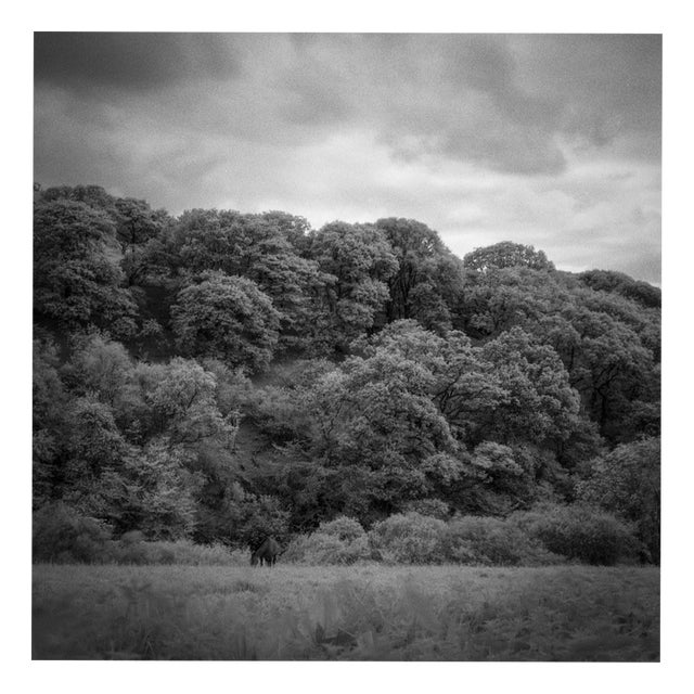 Paul Cooklin, Woodland, Tarr Steps, Exmoor, Edition of 50 For Sale