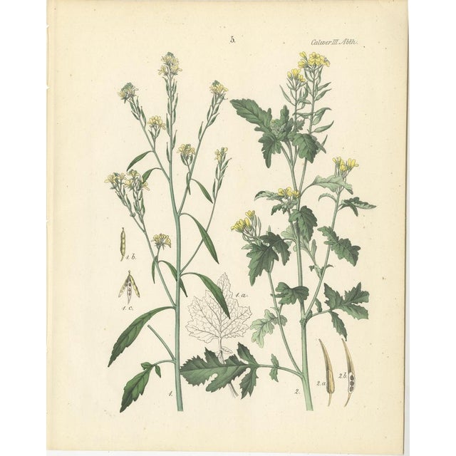 Calwer, Botanical Plates of Technical Plants, 1854, Prints, Set of 12 For Sale - Image 6 of 15
