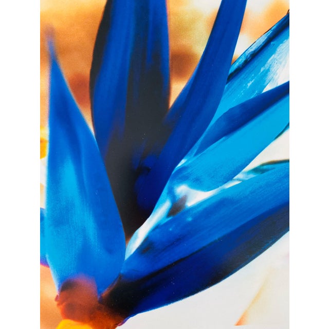 Contemporary Jeffrey Rothstein, Flora Fauna Series Vintage Color Photograph Abstract Flower Fuji Crystal Photo, c.1998 For Sale - Image 3 of 6