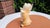 Dog, vintage porcelain dog, 1960s-70s, Połonne. Dimensions: height 18 cm; base dimensions: width 10 cm, depth 11 cm.