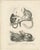 These two lithographs depict various species of tamarins and lemurs, drawn by Carel Christiaan Antony Last for Heinrich...
