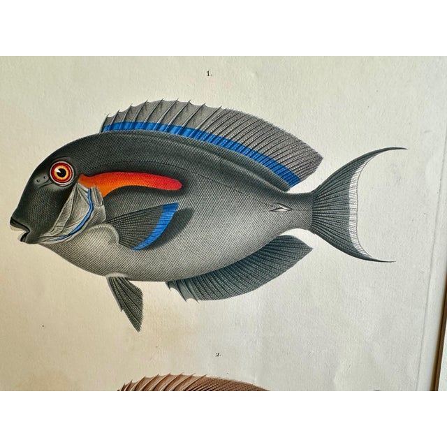 Early 19th Century Set 3 Hand-Colored Engraving - Captain Duperry "Voyage De La Coquille" 1826 For Sale - Image 5 of 18