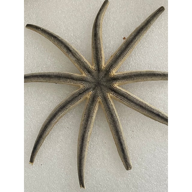 Coastal 1940s Nature’s Beauty Antque Sea Shell Collection For Sale - Image 3 of 6