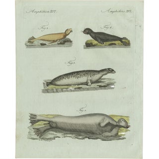 Bertuch, Four Seals, 1800, Engraving For Sale