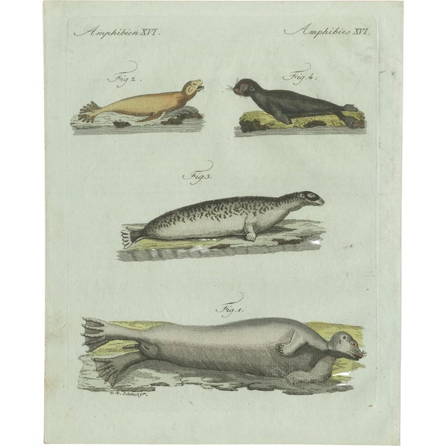 Bertuch, Four Seals, 1800, Engraving For Sale