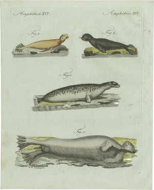 Bertuch, Four Seals, 1800, Engraving