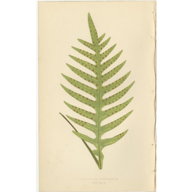 E.J. Lowe, Exotic Fern, 1856, Lithograph, Set of 6 For Sale - Image 4 of 10