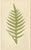 E.J. Lowe, Exotic Fern, 1856, Lithograph, Set of 6 For Sale - Image 4 of 10
