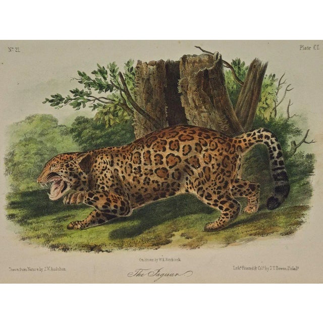 This rare original John James Audubon hand-colored royal octavo lithograph is entitled "The Jaguar", No. 21, Plate CI, 101...