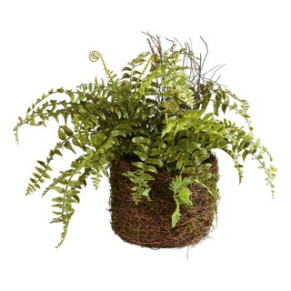 Boston Fern Rustic Drop-In 12" For Sale