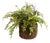 Boston Fern Rustic Drop-In 12" For Sale