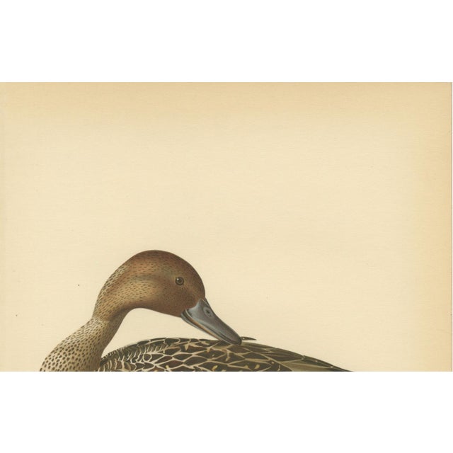 Paper Vintage Pintail Duck Lithograph of Northern Pintail Anas Acuta, Sweden, 1929 For Sale - Image 7 of 9