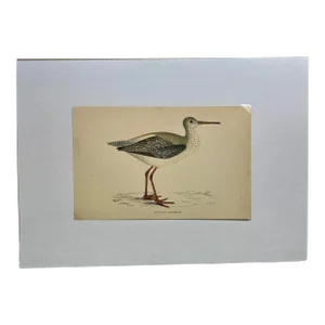 Antique Bird Print From England Showcasing a Spotted Red Shank - Circa 1880