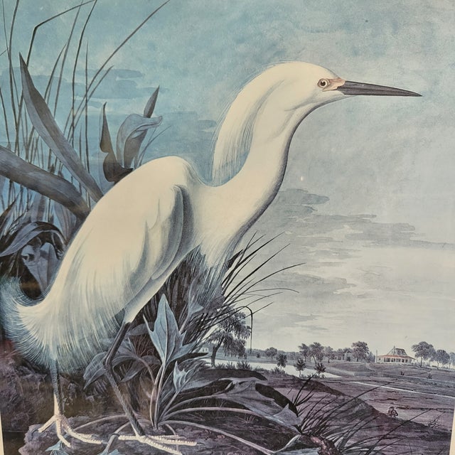 Mid 20th Century Mid 20th Century After John James Audubon Vintage Print White Egret Antique Walnut Frame For Sale - Image 5 of 9