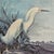 Mid 20th Century Mid 20th Century After John James Audubon Vintage Print White Egret Antique Walnut Frame For Sale - Image 5 of 9
