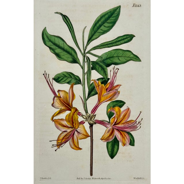 William Curtis Azalea, Angel Flower, Lily, Soapwart Botanical Engravings by William Curtis, 1856 (Set of 4) For Sale - Image 4 of 5