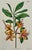 William Curtis Azalea, Angel Flower, Lily, Soapwart Botanical Engravings by William Curtis, 1856 (Set of 4) For Sale - Image 4 of 5