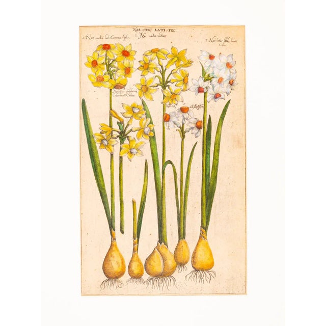Botanical Drawings, 18th Century, Colored Copper Engraving For Sale - Image 9 of 13