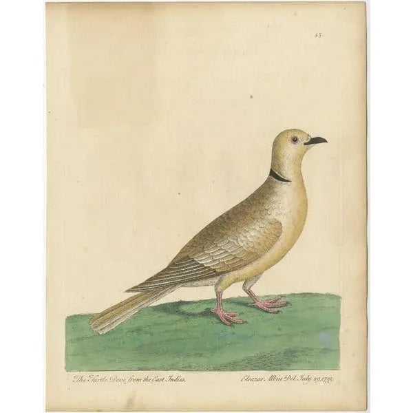 Antique bird print titled 'The Turtle Dove from the East Indies'. Original antique print of a turtle dove from the East...