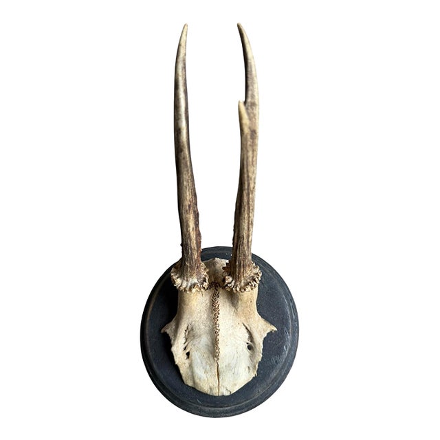 Roe Deer Trophy 77 Black Forest Antlers Mount For Sale