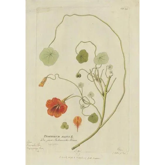 Plenck, Indian Cress, Medicinal Plants, 1788, Engraving For Sale - Image 6 of 6