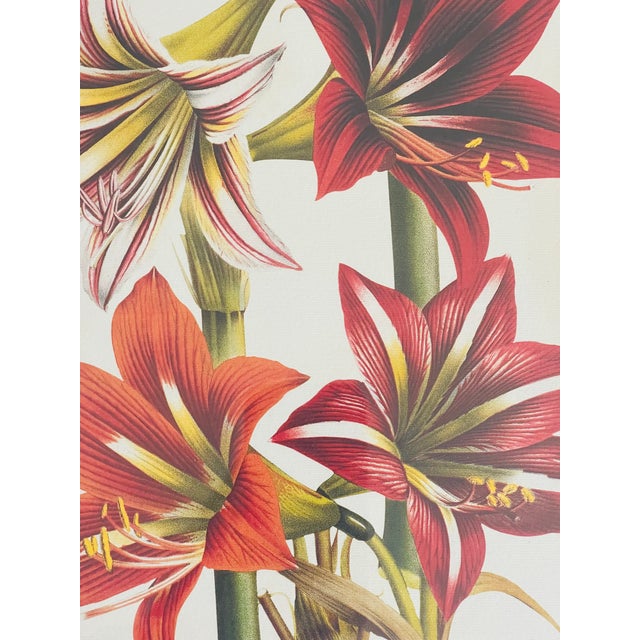 Botanical floral Amaryllis Chromolithograph Van Houte on woven paper in gold tone frame.