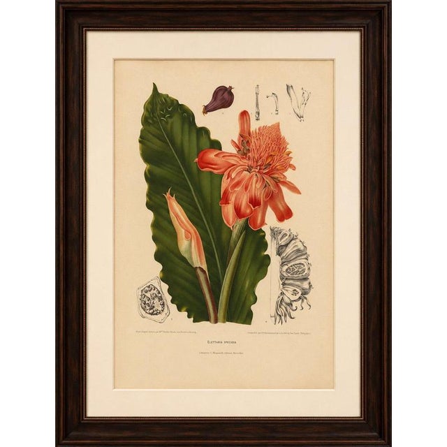 Original Antique Botanical Chromolithograph of Torch Ginger by Hoola van Nooten 1880 A striking original antique botanical...