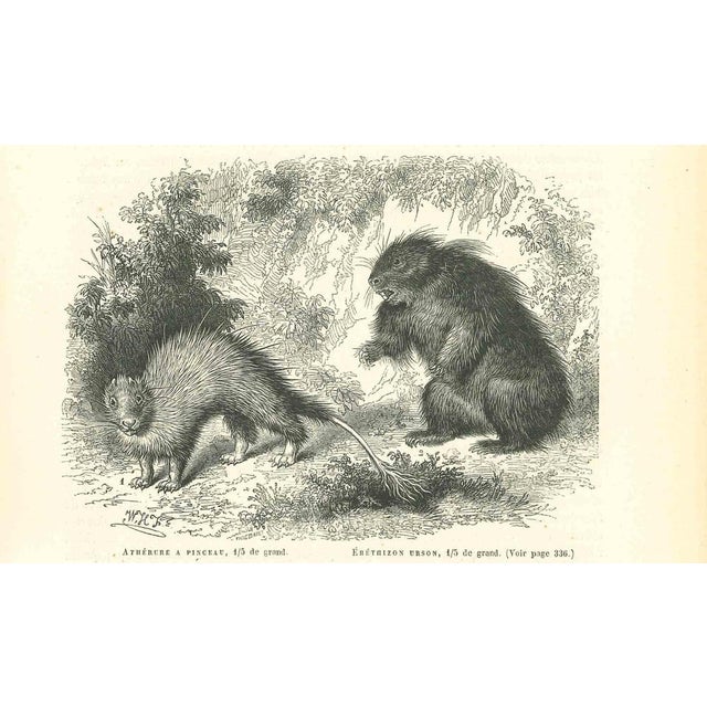 Brush-tailed Porcupine is an original lithograph on ivory-colored paper, realized by Paul Gervais (1816-1879). The artwork...