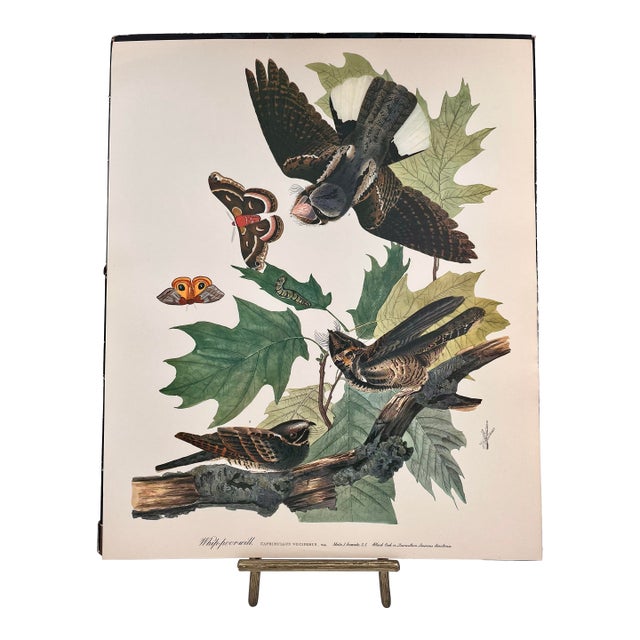 1964 Audubon Folio Lithograph Great Bird Paintings – “Whippoorwill” 17x14 For Sale