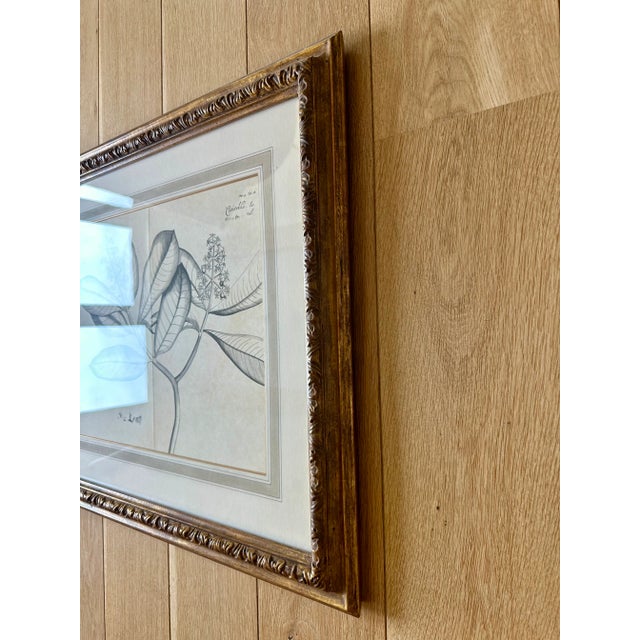 Dennis & Leen Botanical Print With Gilded Frame – DL-Art 36 For Sale In Kansas City - Image 6 of 7
