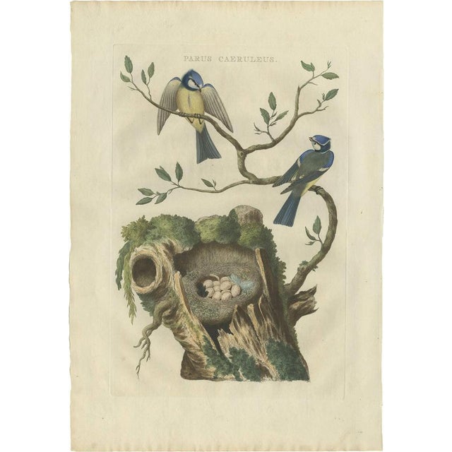 Late 18th Century Sepp & Nozeman, Bird Illustration of the Eurasian Blue Tit, 1770, Print For Sale - Image 5 of 5