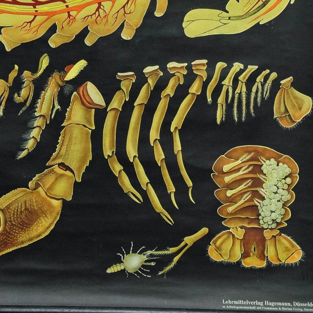 Vintage Deco Crayfish Maritime Poster Pull-Down Wall Chart by Jung Koch Quentell For Sale - Image 4 of 6