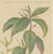 John Martyn, Botany Illustration of a Caperonia Species, 1730s, Print For Sale - Image 3 of 6