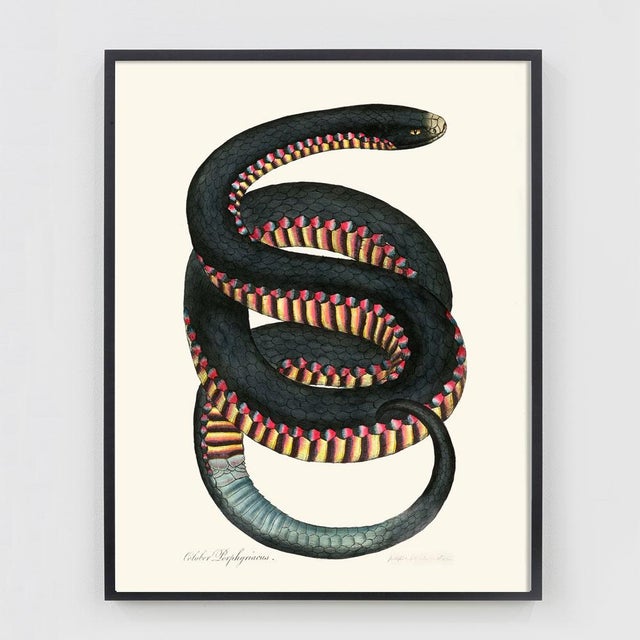 Art Deco Vintage Rainbow Snake Giclée For Sale - Image 3 of 4