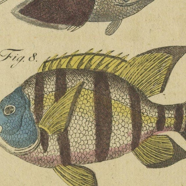 Paper Bertuch, Angelfish, Butterflyfish and Moorish Idol, 1805, Print For Sale - Image 7 of 12